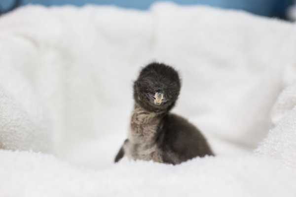 cucciolo di pinguino