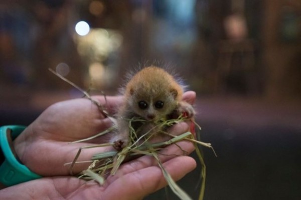 cucciolo gracile