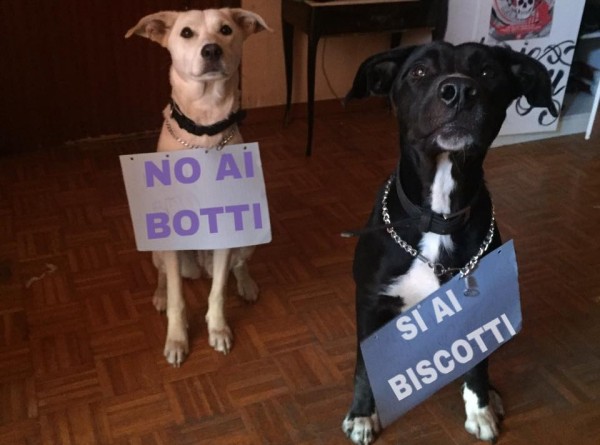 due cani cartello