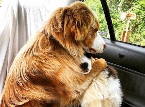 due cani in auto