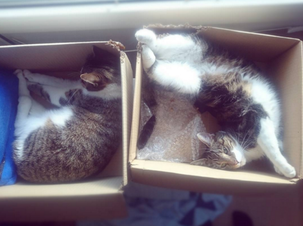 due gatti in due scatole