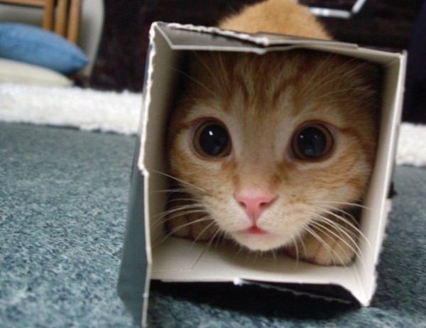 gattino in un cartone