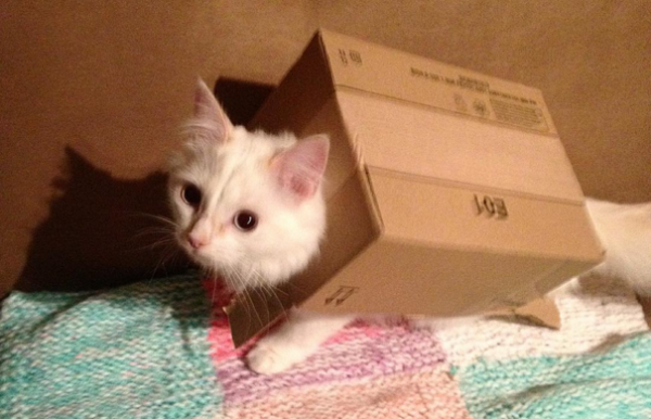 gattino infilato in scatola