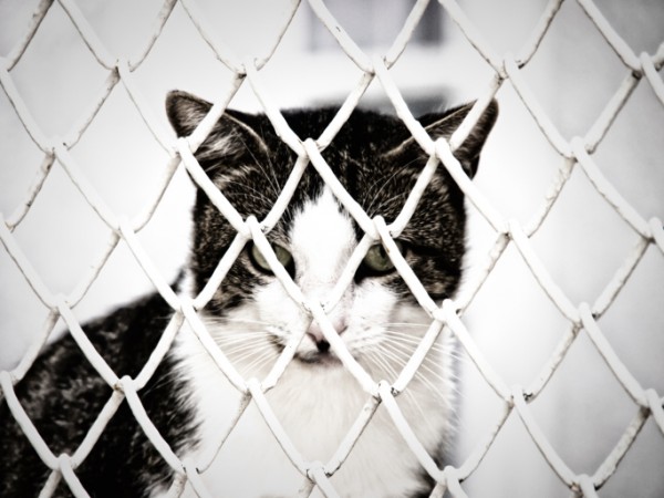 gatto imprigionato