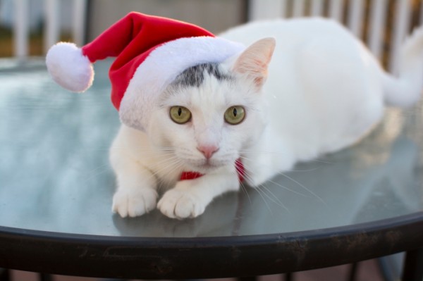 gatto natalizio all'esterno