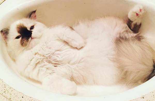 gatto nel lavandino