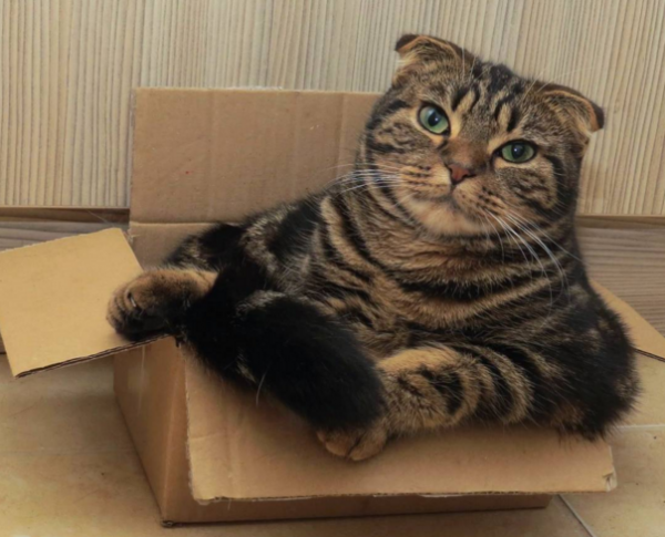 grande gatto in una scatola