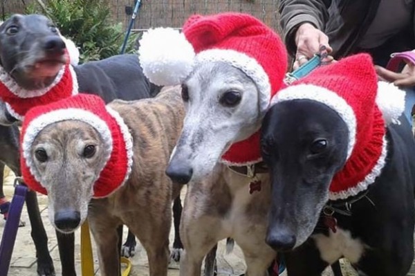 levrieri con cappelli di Natale