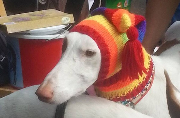 levriero con cappello multicolori in lana