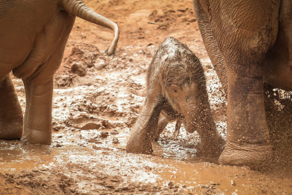 piccolo elefante gioca nel fango