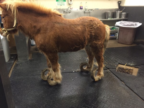 salvataggio cavallino dagli zoccoli lunghissimi