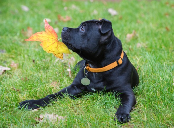 Bull Terrier con collare e medaglietta