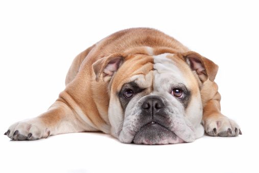 tosse secca cane bulldog cause sintomi rimedi