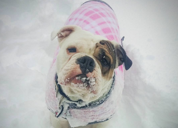 Bulldog nella neve