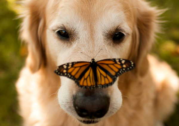 Cane e farfalla