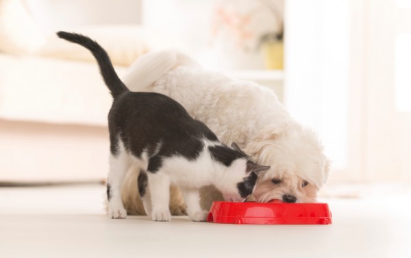Cane e gatto mangiano da una ciotola