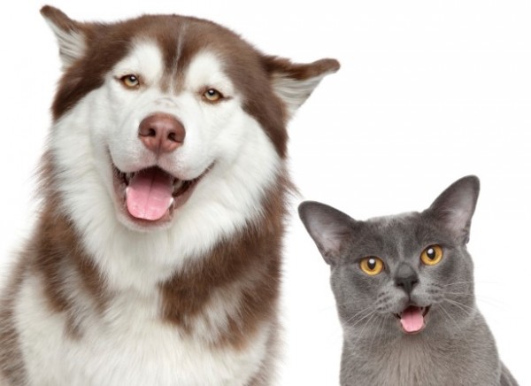 Cane e gatto sorridono