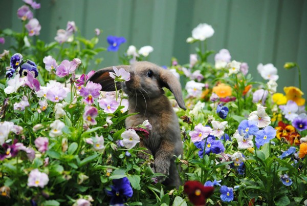 Coniglio tra i fiori