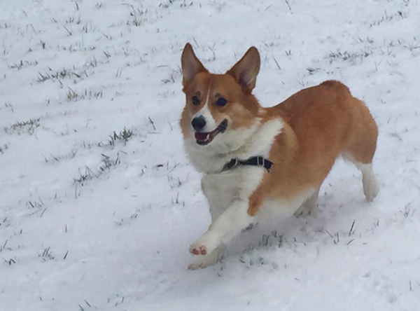 Corgi corre nella neve