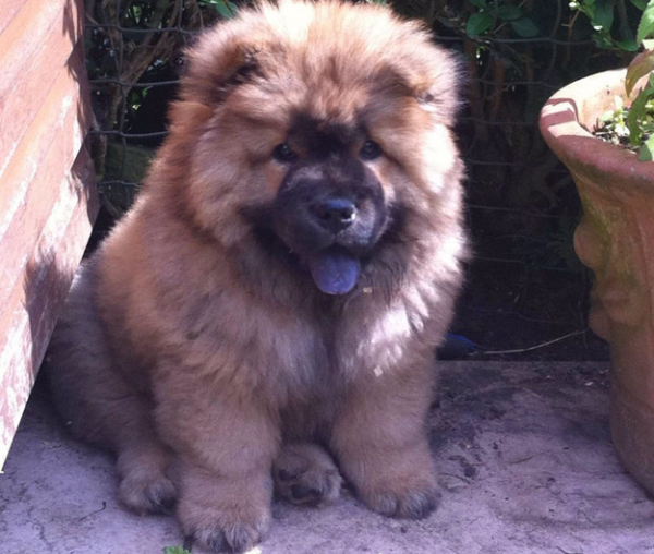 Cucciolo chow chow