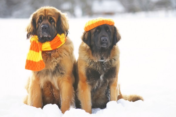 Due cani seduti nella neve