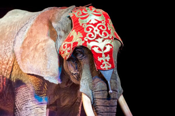 Elefantessa, malore circo, proteste animaliste