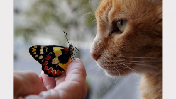 Farfalla e gatto