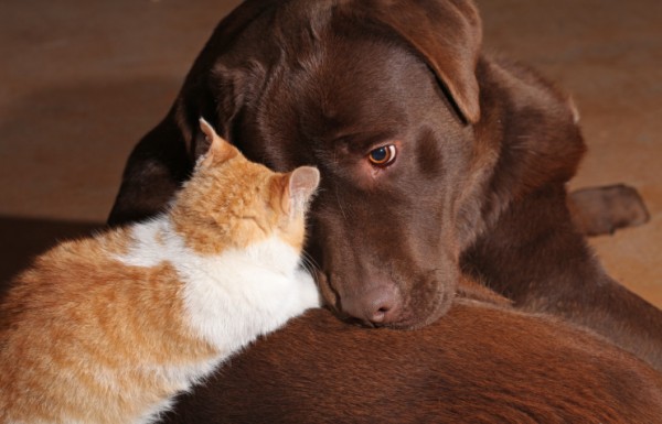 Gattino arancio con labrador marrone