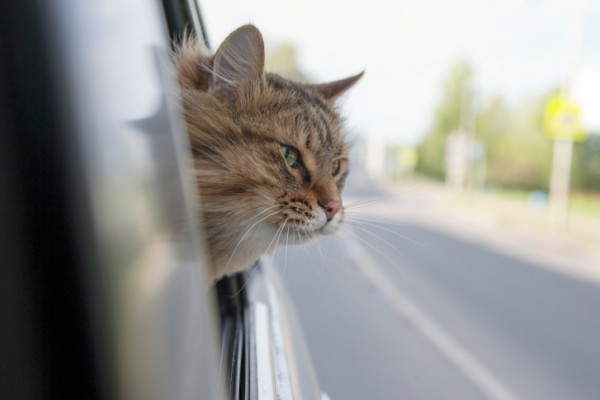 Gatto al finestrino auto