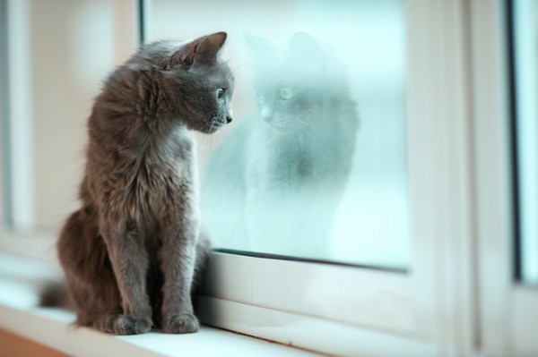 Gatto blu di Russia alla finestra