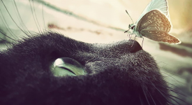 10 animali incontrano farfalle come in una favola
