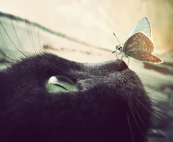 Gatto con farfalla