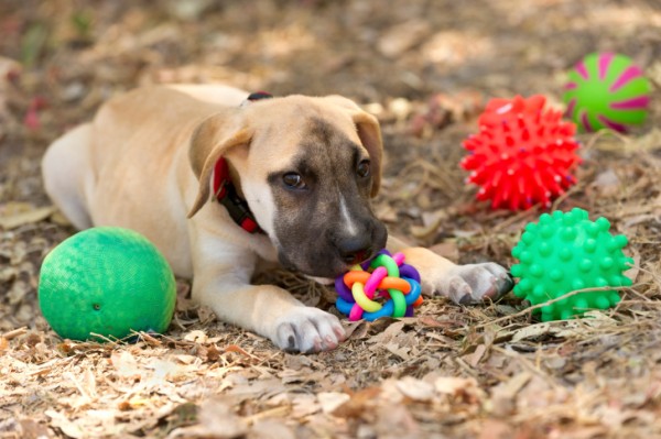 Giocattoli per cane