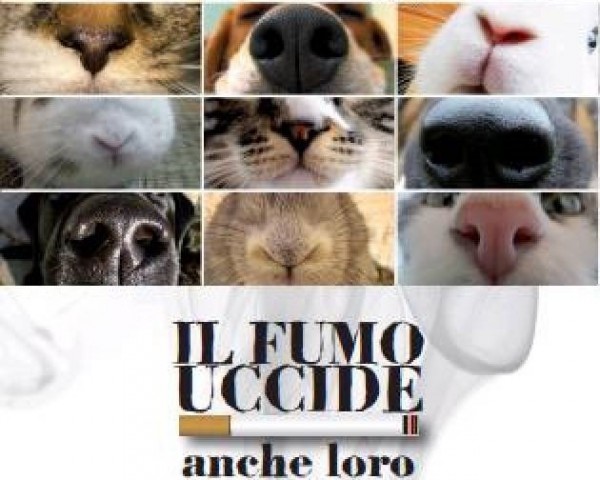 Cani e gatti, fumo uccide anche loro