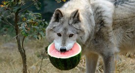10 animali ghiottoni e pasticcioni quando mangiano
