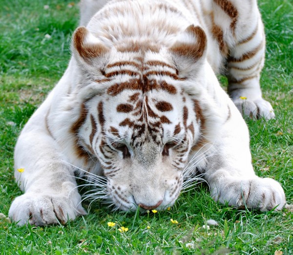 Tigre sull'erba