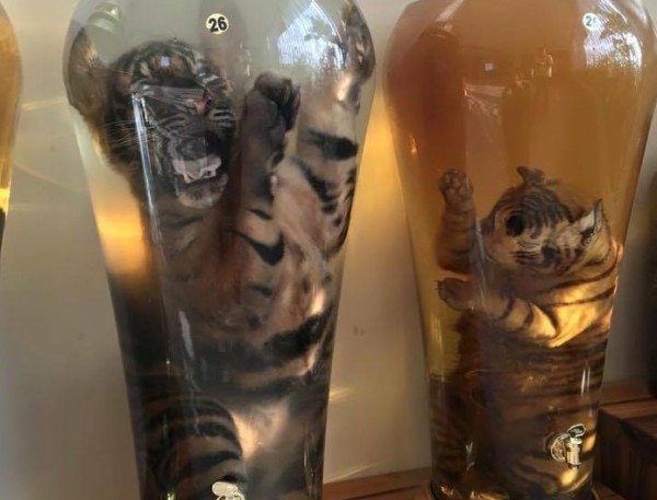 Tigri morte sotto vetro
