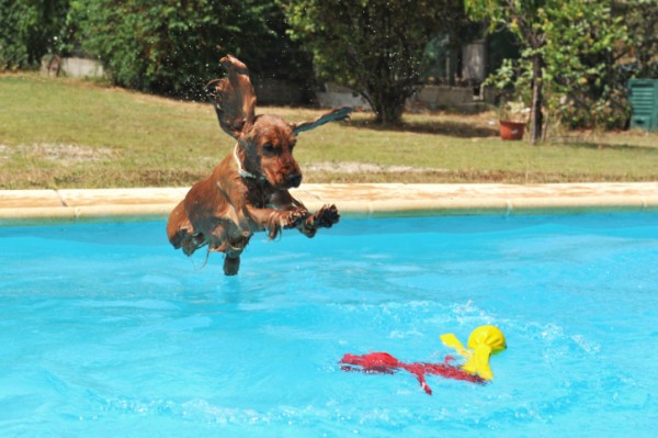 Tuffo cocker spaniel