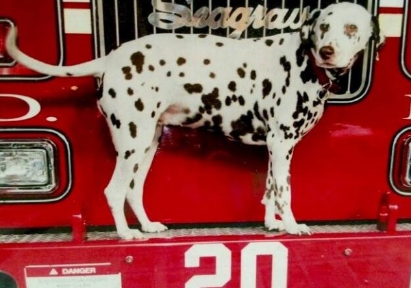 Twenty, dalmata vigili del fuoco New York