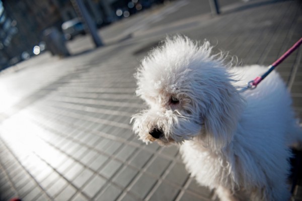 cane al guinzaglio