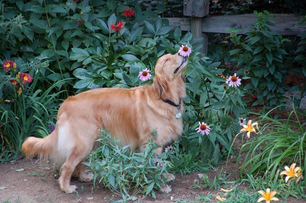cane annusa fiore