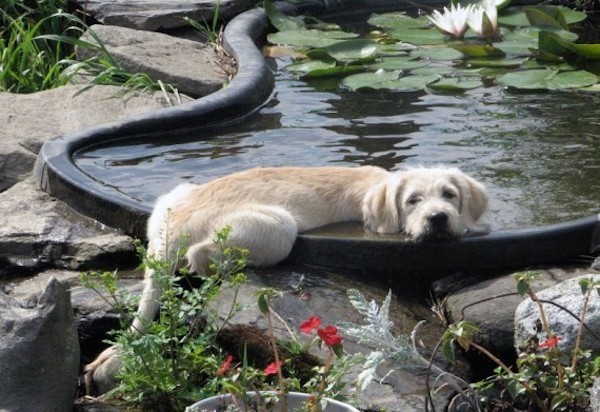 cane appoggiato vasca