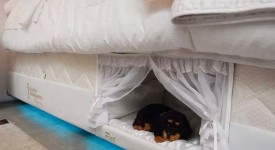 Dormire con il cane