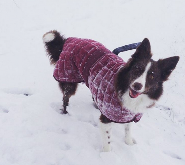 cane con cappotto nella neve