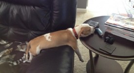 Relax 10 cani posizioni più assurde