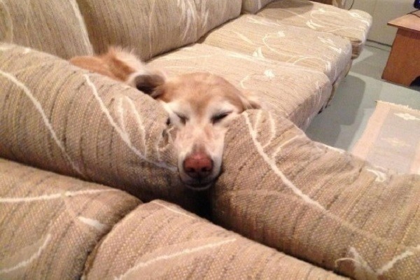 cane dorme divano