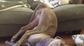 Relax 10 cani posizioni più assurde