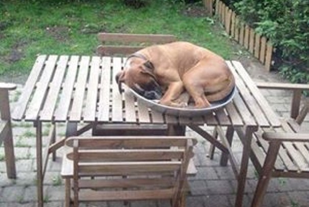 cane dorme su tavolo