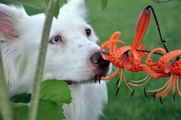 cane e fiore