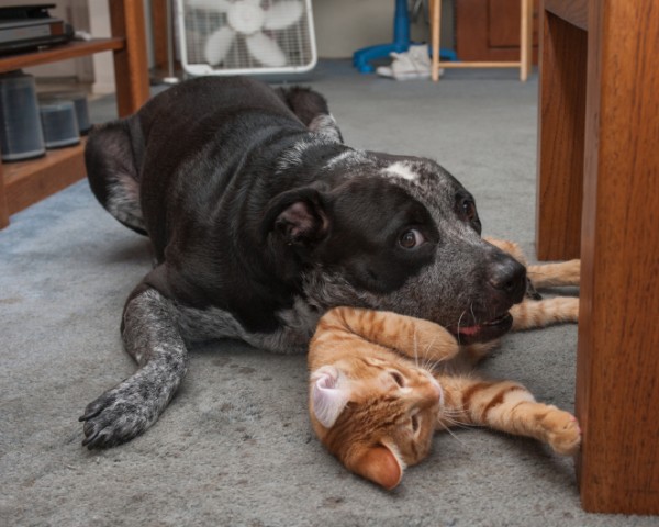 cane e gattino giocano sul pavimento